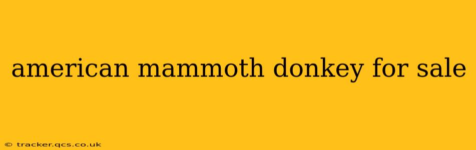 american mammoth donkey for sale