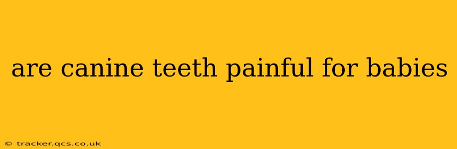are canine teeth painful for babies