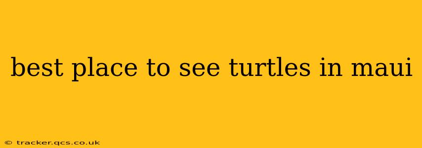 best place to see turtles in maui