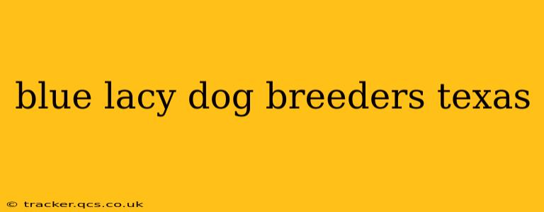 blue lacy dog breeders texas