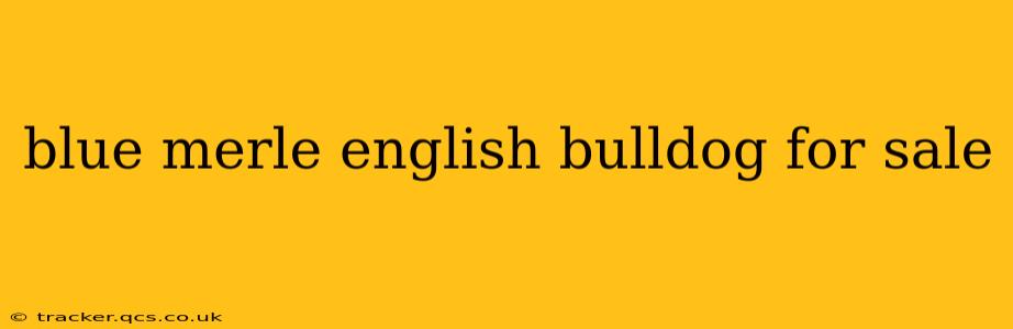 blue merle english bulldog for sale