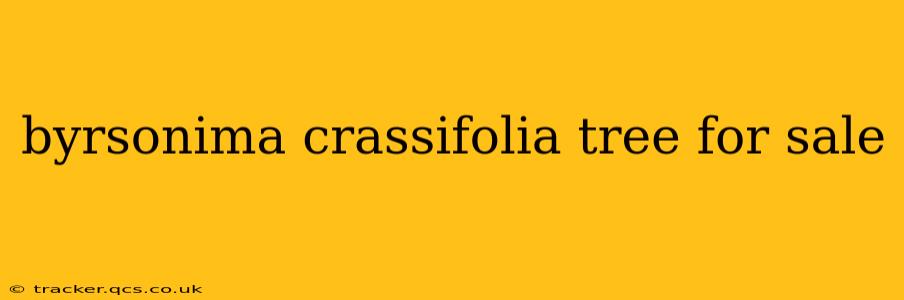 byrsonima crassifolia tree for sale
