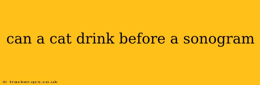 can a cat drink before a sonogram