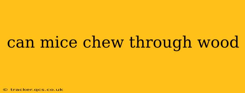 can mice chew through wood