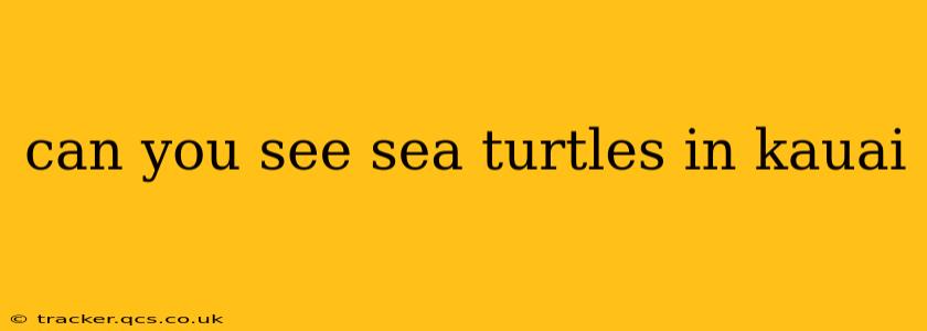 can you see sea turtles in kauai