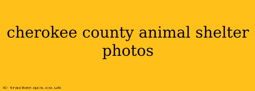 cherokee county animal shelter photos