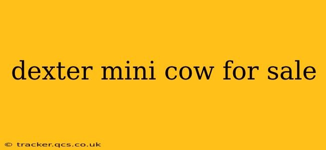 dexter mini cow for sale