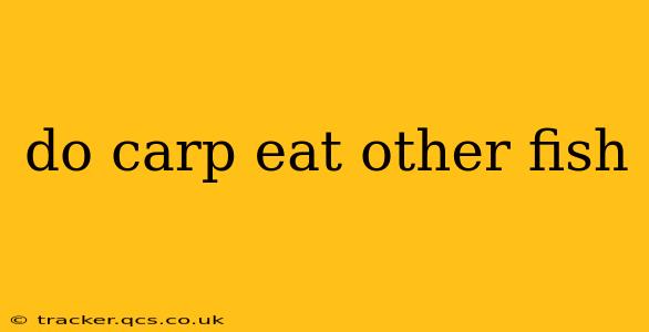 do carp eat other fish