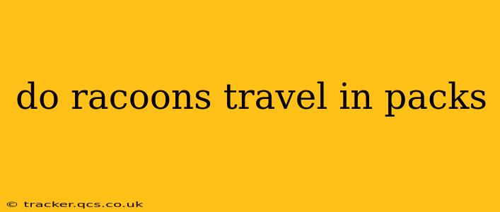 do racoons travel in packs