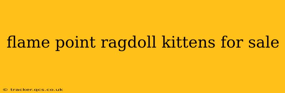 flame point ragdoll kittens for sale