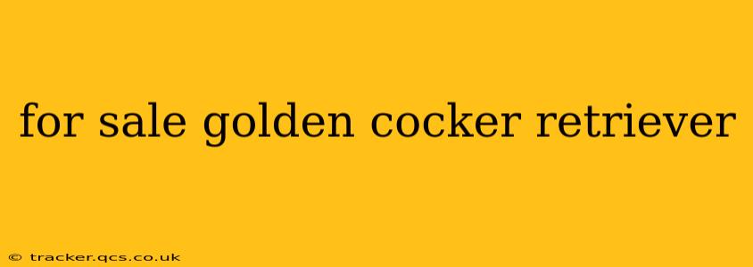 for sale golden cocker retriever