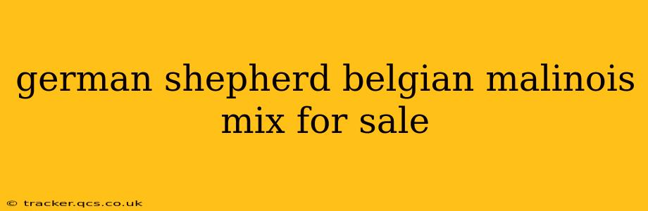 german shepherd belgian malinois mix for sale