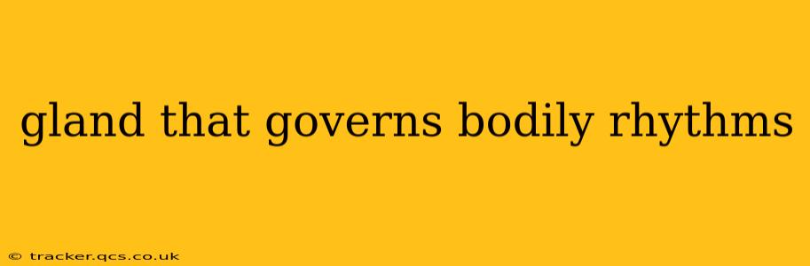 gland that governs bodily rhythms