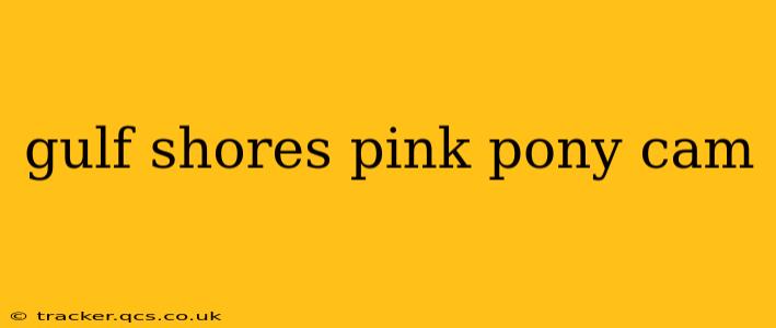 gulf shores pink pony cam
