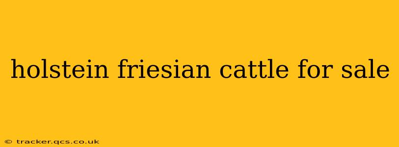 holstein friesian cattle for sale