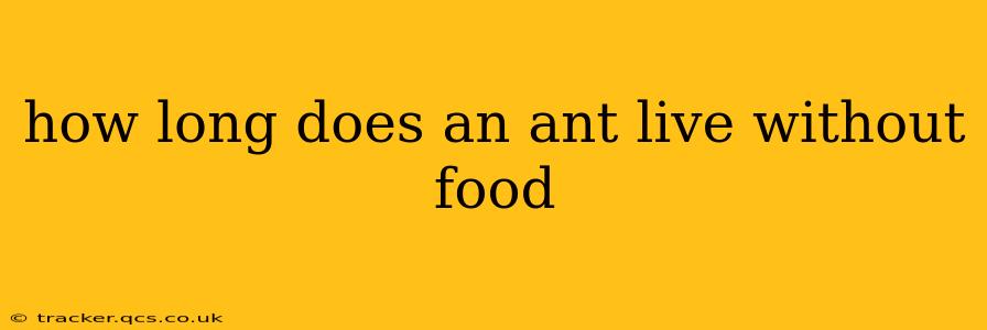 how long does an ant live without food