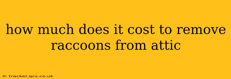 how much does it cost to remove raccoons from attic