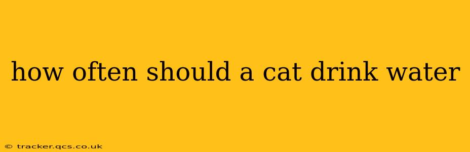 how often should a cat drink water
