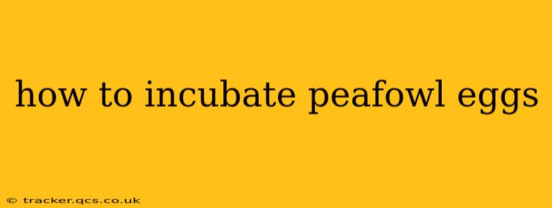 how to incubate peafowl eggs