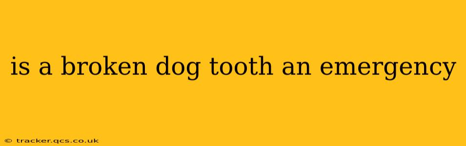 is a broken dog tooth an emergency