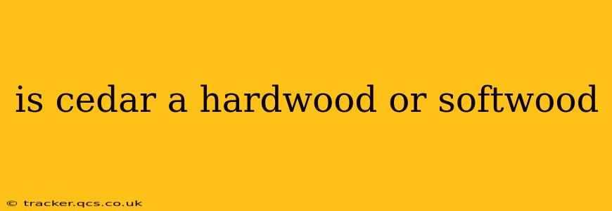 is cedar a hardwood or softwood