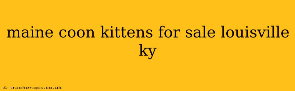 maine coon kittens for sale louisville ky