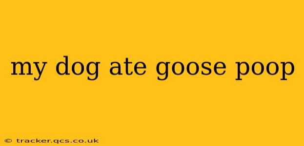my dog ate goose poop