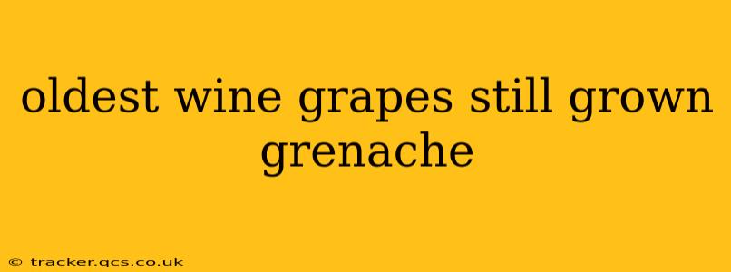 oldest wine grapes still grown grenache
