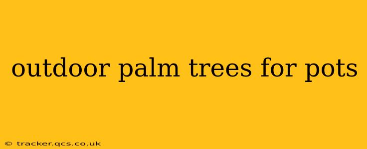 outdoor palm trees for pots