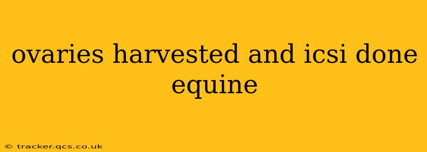 ovaries harvested and icsi done equine