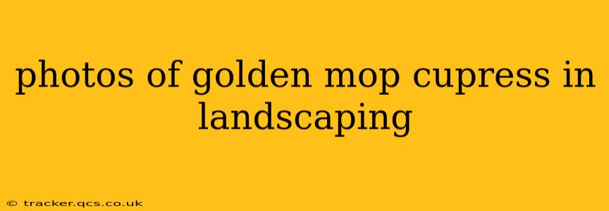 photos of golden mop cupress in landscaping