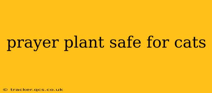 prayer plant safe for cats