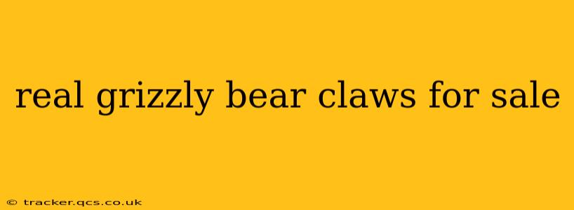 real grizzly bear claws for sale