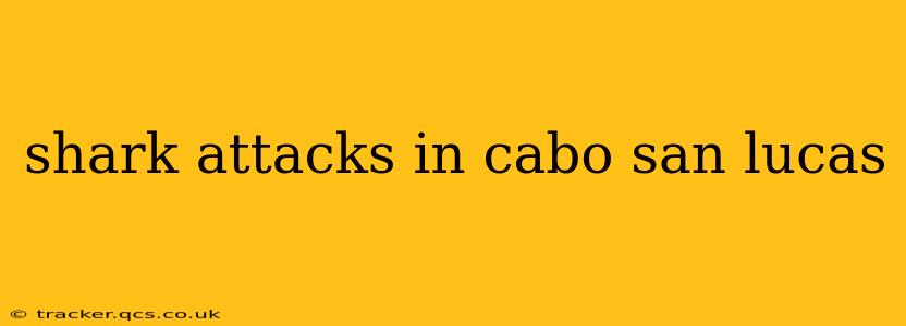shark attacks in cabo san lucas