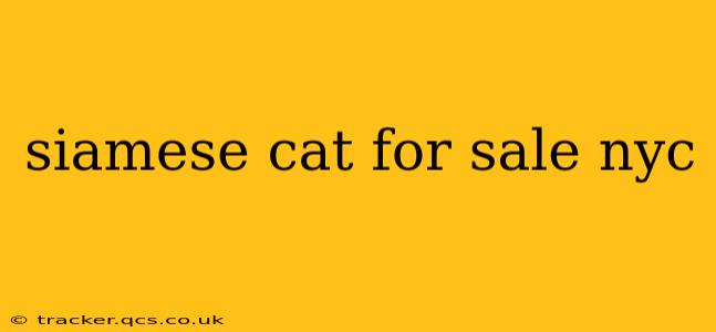 siamese cat for sale nyc