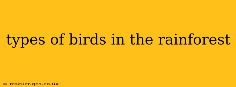 types of birds in the rainforest