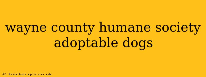 wayne county humane society adoptable dogs