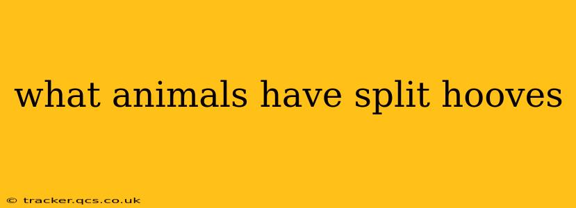 what animals have split hooves