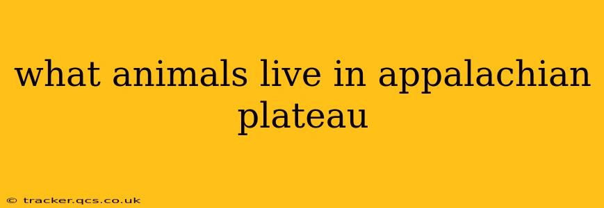 what animals live in appalachian plateau