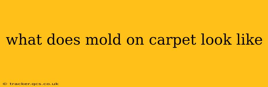 what does mold on carpet look like