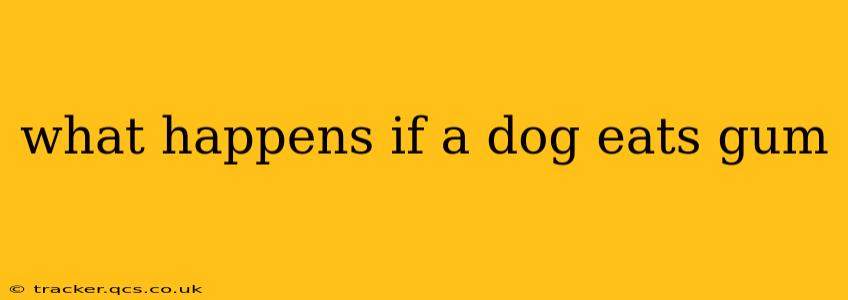 what happens if a dog eats gum