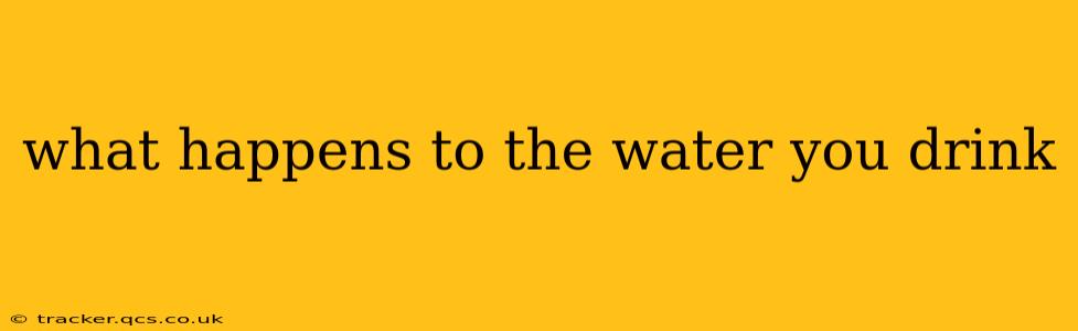 what happens to the water you drink