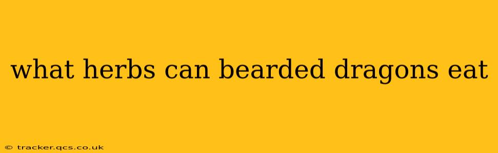 what herbs can bearded dragons eat