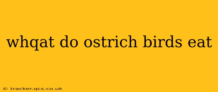 whqat do ostrich birds eat