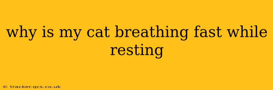 why is my cat breathing fast while resting