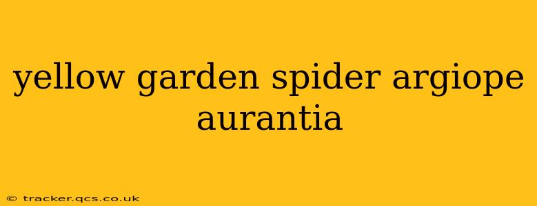 yellow garden spider argiope aurantia