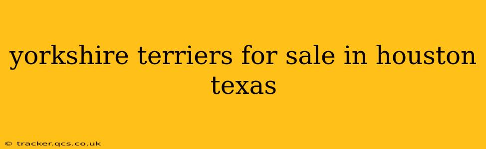 yorkshire terriers for sale in houston texas